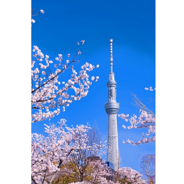 東京スカイツリー（R）3Dポストカード　桜